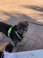 Chihuahua shitzu malteser Chihuahua shitzu malteser