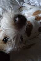 Min kronforländer Pepps Min kronforländer Pepps