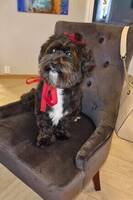 Bichon havanais  Bichon havanais