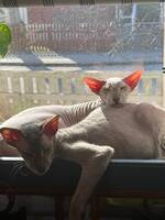 Mina två nakenkatter Mina två nakenkatter