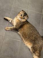 Scottish fold, britisk korthår  Scottish fold, britisk korthår