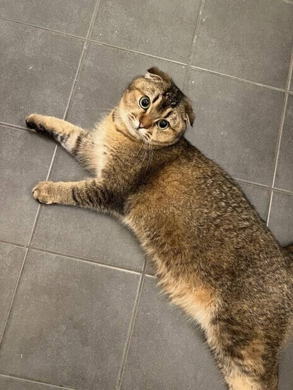 Katt - Scottish fold, britisk korthår  Katt - Scottish fold, britisk korthår