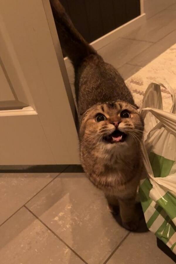 Katt - Scottish fold, britisk korthår  Katt - Scottish fold, britisk korthår