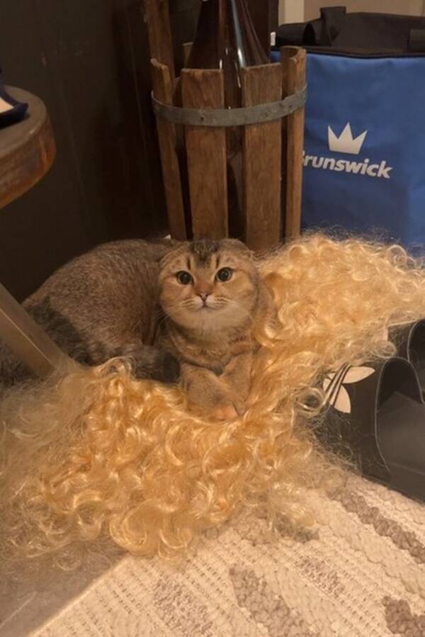 Katt - Scottish fold, britisk korthår  Katt - Scottish fold, britisk korthår