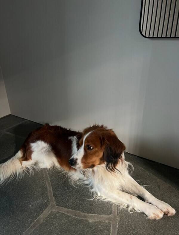 Hund - Kooiker hund Hund - Kooiker hund