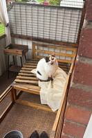 Selma Brittisk korthår 4 år Selma Brittisk korthår 4 år