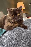 Tjorven brittisk korthår 4 år Tjorven brittisk korthår 4 år