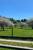 Gård med djur Gård med djur