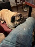 mopsen ushba mopsen ushba