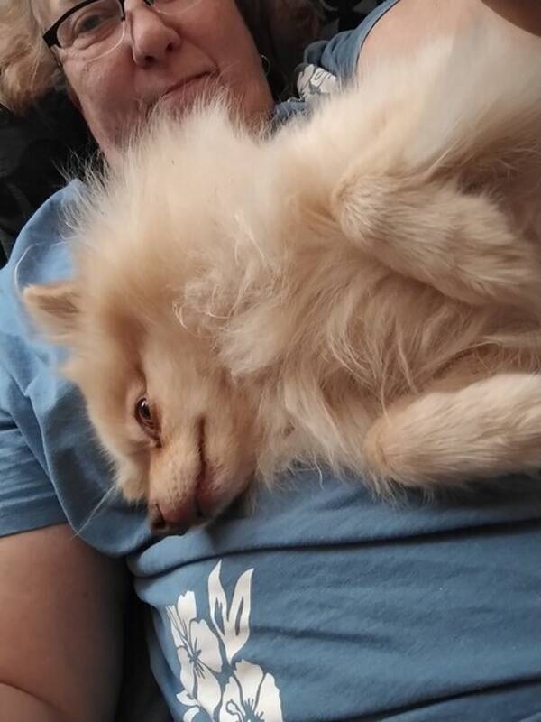 Hund - Mix Hund - Mix