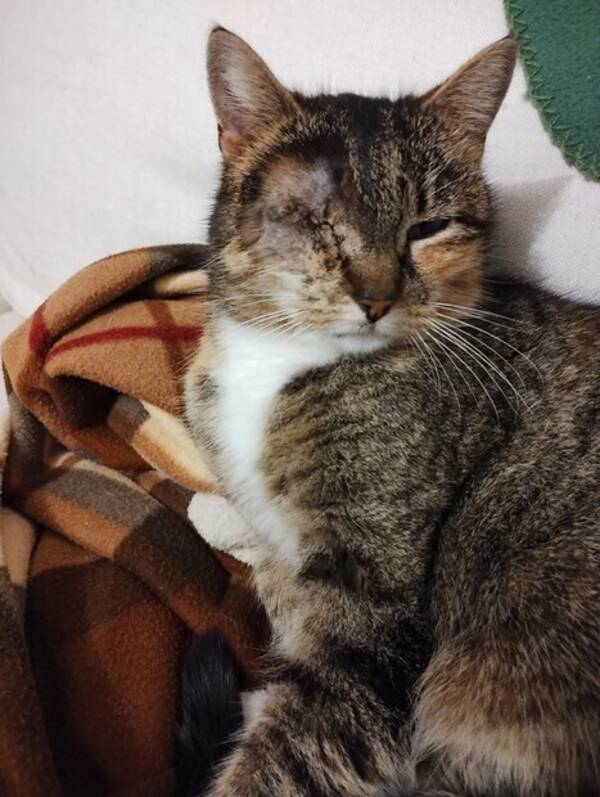 Katt - Mix Katt - Mix