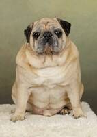 Mopsen Barny Mopsen Barny