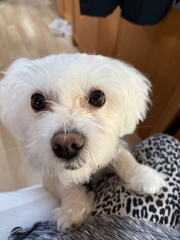 Hund - Bichon Maltese Hund - Bichon Maltese