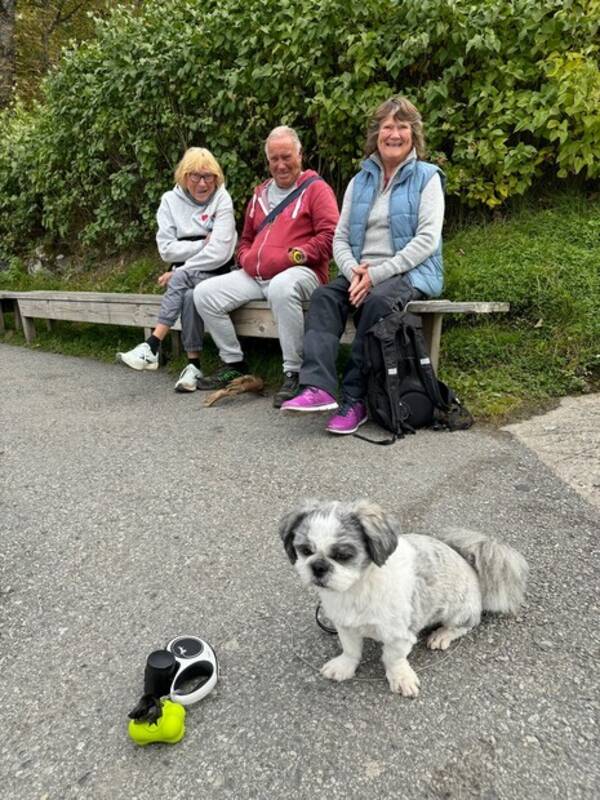 Hund - Shih Tzu Bre Hund - Shih Tzu Bre