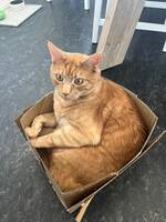 Katten Perez Katten Perez