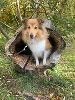 Sheltien Tora Sheltien Tora