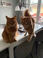 Balder (5år) o Simba (1år) Balder (5år) o Simba (1år)