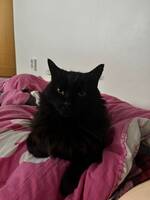 Katten Karl Katten Karl