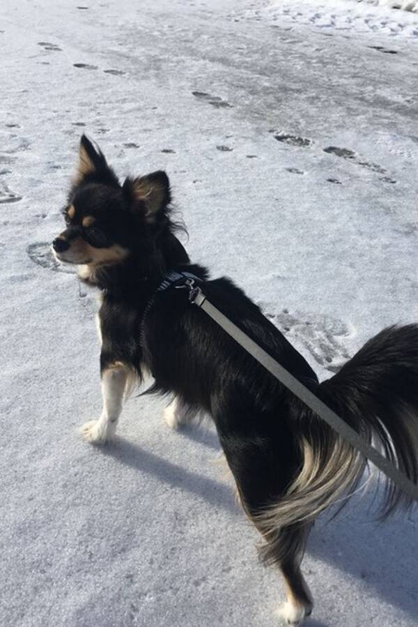 Hund - Chihuahua langhåret Hund - Chihuahua langhåret