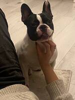 fransk bulldog BRUCE fransk bulldog BRUCE