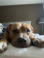 amstaff/bully Tokyo amstaff/bully Tokyo