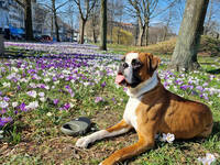 Boxer, Monti