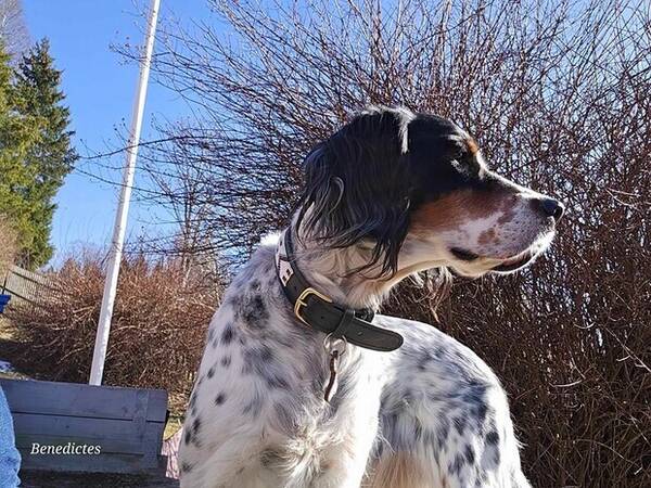 Hund - Engelsk setter Hund - Engelsk setter
