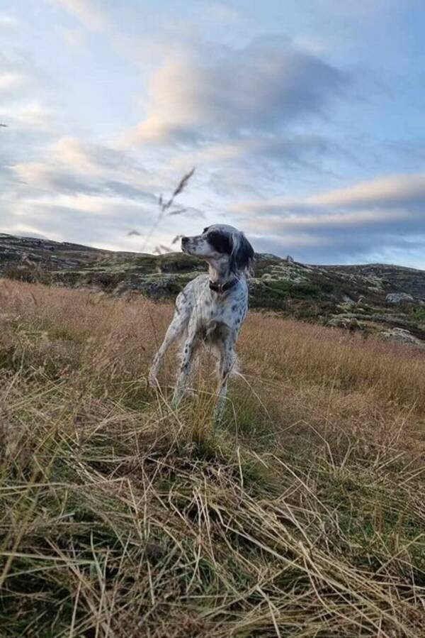 Hund - Engelsk setter Hund - Engelsk setter