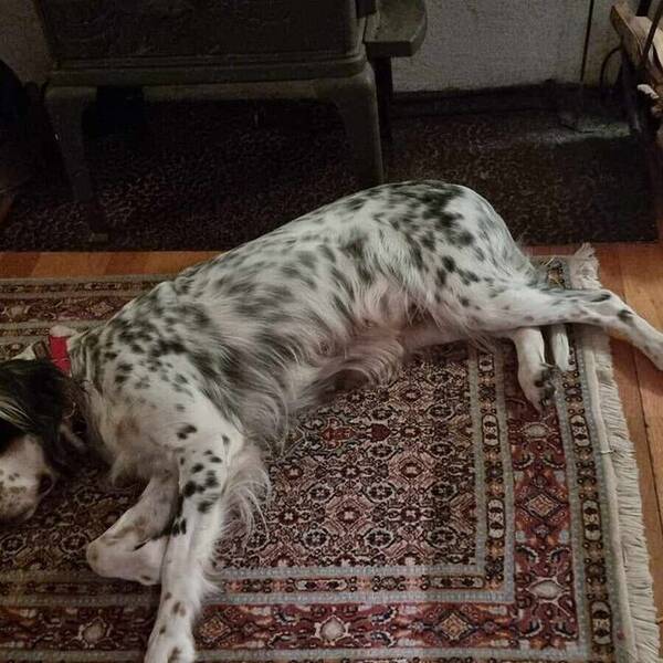 Hund - Engelsk setter Hund - Engelsk setter