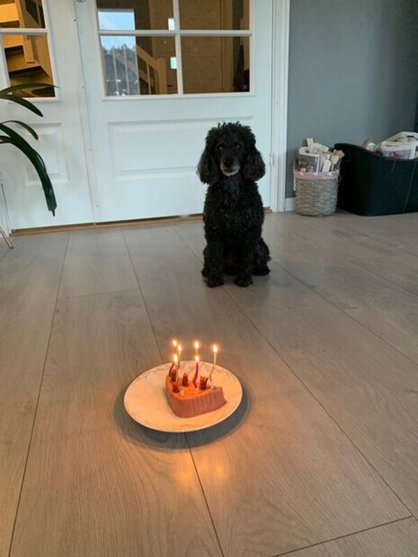 Hund - Dverg puddel Hund - Dverg puddel