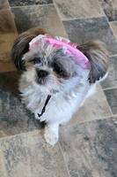 Shih tzu 'n Doris Shih tzu 'n Doris