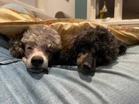 Elvis (dvergpuddel) og Ellie (Toypuddel) Elvis (dvergpuddel) og Ellie (Toypuddel)