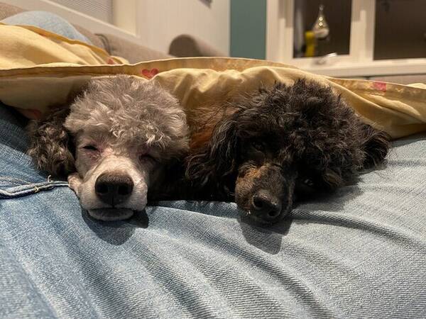 Hund - Elvis (dvergpuddel) og Ellie (Toypuddel) Hund - Elvis (dvergpuddel) og Ellie (Toypuddel)