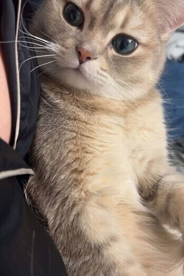 Katt - Scottish straight Katt - Scottish straight