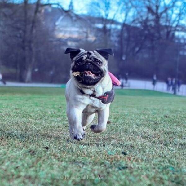 Hund - Mops Hund - Mops