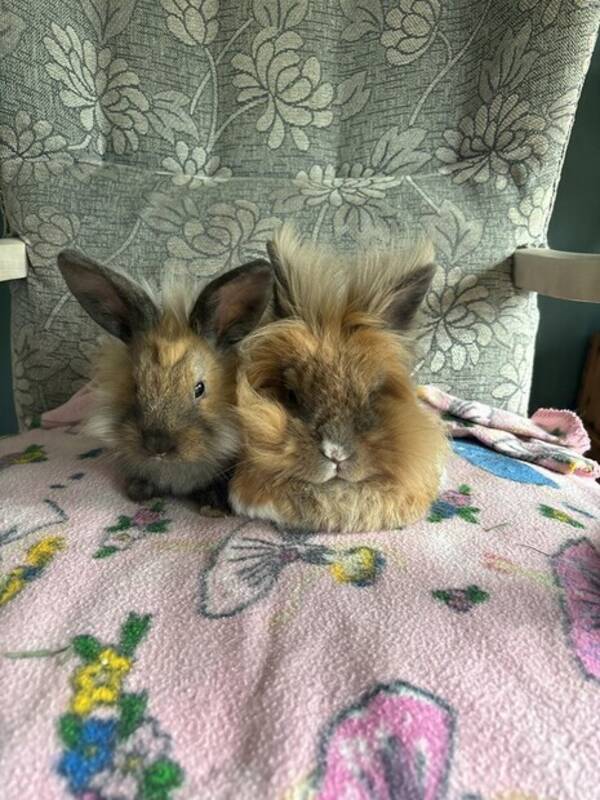 Annet - Kaninene Bianca og Urd Annet - Kaninene Bianca og Urd