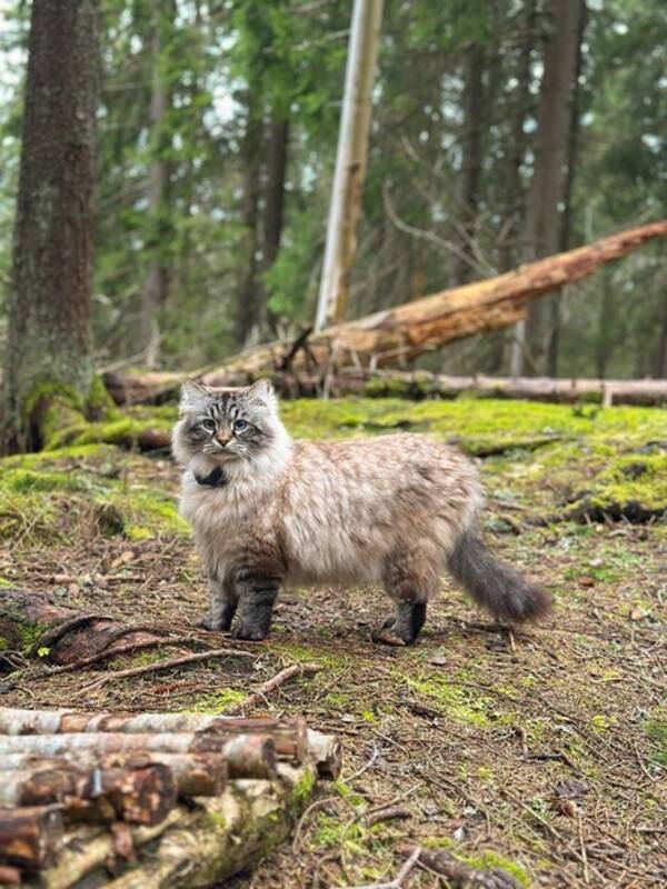 Katt - Leo