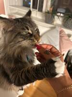 Zett Maine Coon Zett Maine Coon