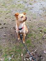 Blandras Siri Blandras Siri