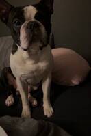 Bulten Boston Terrier Bulten Boston Terrier