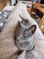 Katten Ceasar Katten Ceasar