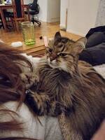 Katten Zelda Katten Zelda