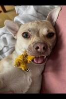 Chihuahua som heter Strumpan Chihuahua som heter Strumpan