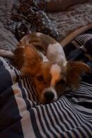 Blandras chihuahua Som heter Sally Blandras chihuahua Som heter Sally