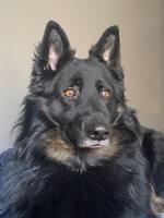 Chodsky pes Birk Chodsky pes Birk