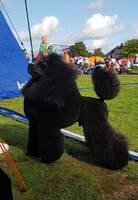 Pudeln Fenix Pudeln Fenix