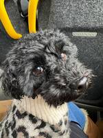 Toypudel Smulan Toypudel Smulan