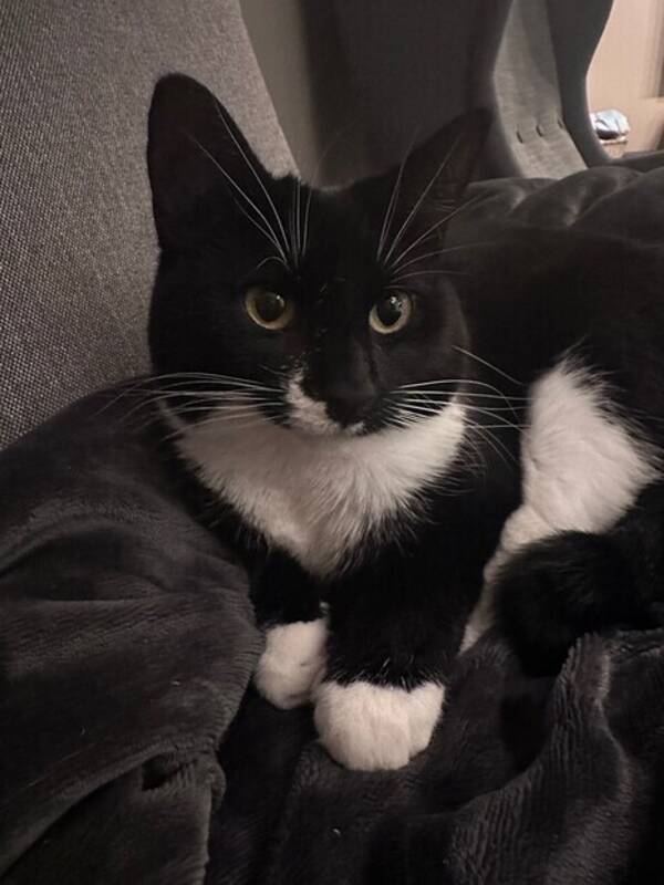 Katt - Lolli Katt - Lolli