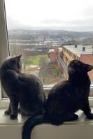 Snøball og Freia Snøball og Freia