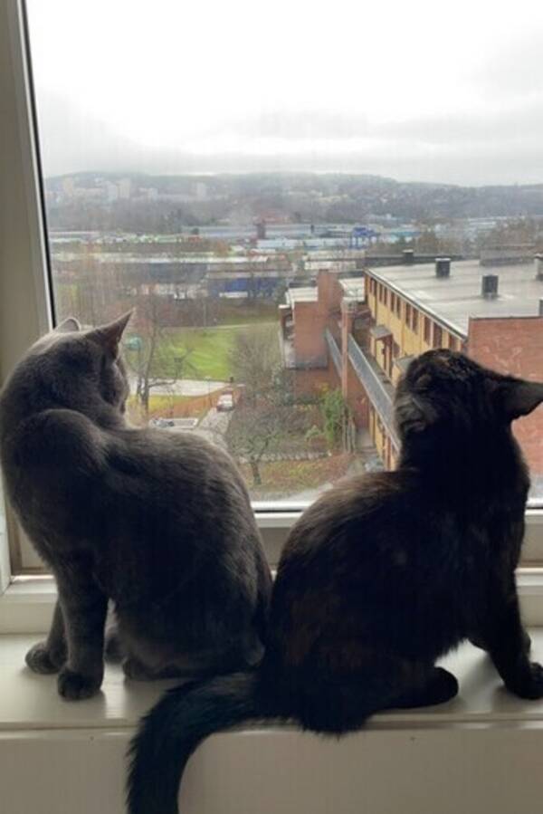 Katt - Snøball og Freia Katt - Snøball og Freia